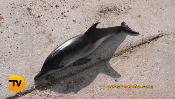 Delfin muerto
